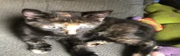 Mixed Breed cats for sale: Healthy playful kittens - Advert 4