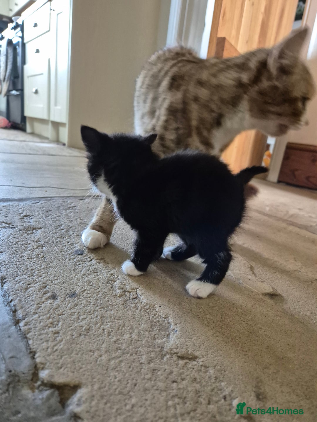 Mixed Breed cats for sale: Beautiful Kittens - Ready to leave - Image 8