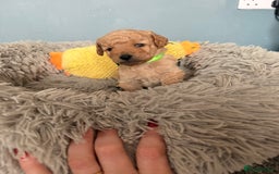 Labradoodle dogs for sale: Miniature labradoodle  - Image 17