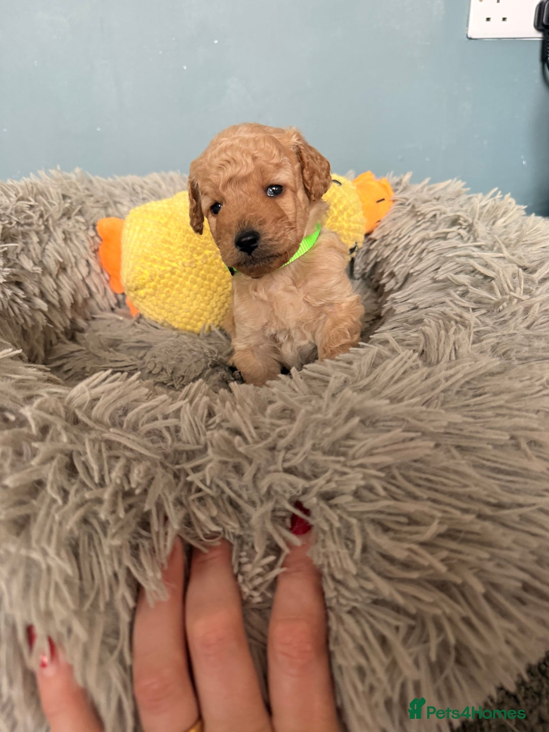 Labradoodle dogs for sale: Miniature labradoodle  - Image 17