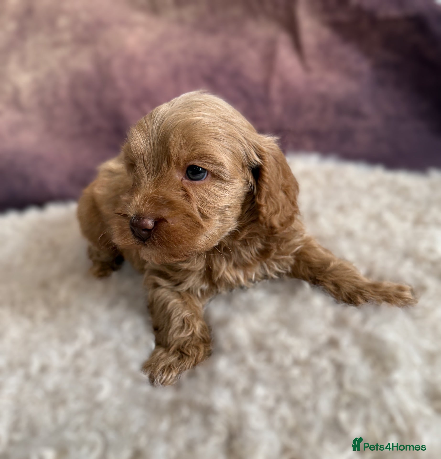 Cavapoo dogs Cavapoos with green eyes.Golden,chocolate&black  - Advert 2