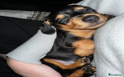 Miniature Dachshund dogs for sale: mini dachshund puppies - Image 13