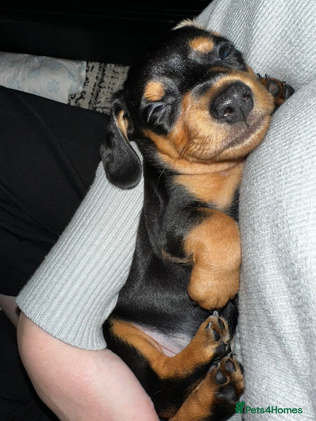 Miniature Dachshund dogs for sale: mini dachshund puppies - Image 13