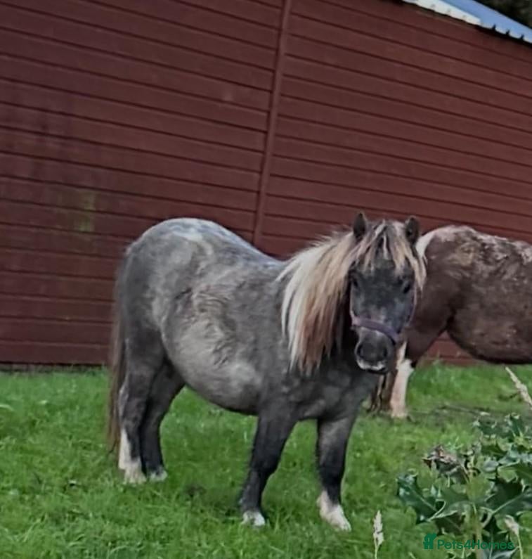 Miniature horses Miniature shetland yearling colt. - Advert 9