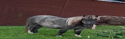 Miniature horses for sale: Miniature shetland yearling colt. - Advert 1