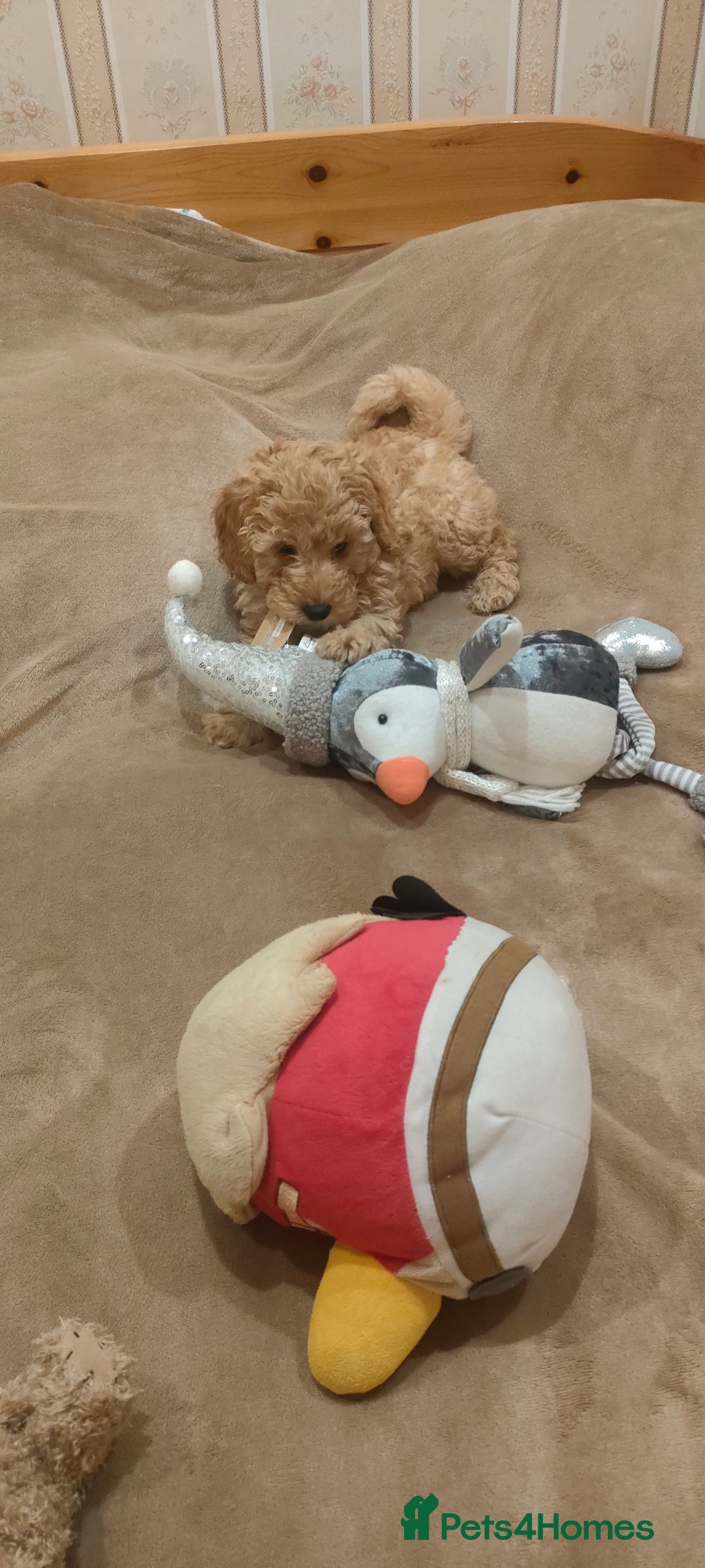 Mixed Breed dogs for sale: Miniature poodle  - Advert 1