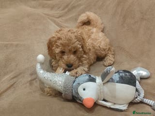 Mixed Breed dogs Miniature poodle - Advert 6