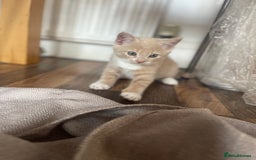 Turkish Angora cats for sale: 🐱🥰Kittens for sale - Image 2