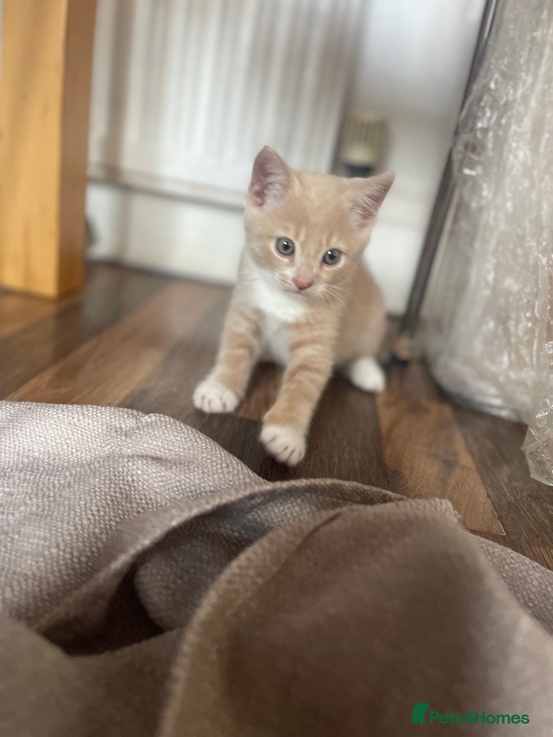 Turkish Angora cats for sale: 🐱🥰Kittens for sale - Image 2