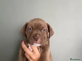 Mixed Breed dogs Bully x staffy pups - Advert 10