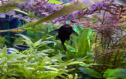 Plecos fish for sale: Bristlenose plecos - Image 2