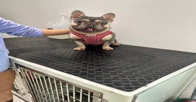 French Bulldog dogs - Advert 8