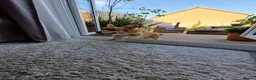 Welsh Corgi Pembroke dogs for stud: KC Registered Pembroke Corgi for Stud bobtail - Advert 5