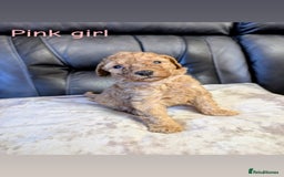 Labradoodle dogs for sale: Heal tested F1b miniature labradoodles - Image 14