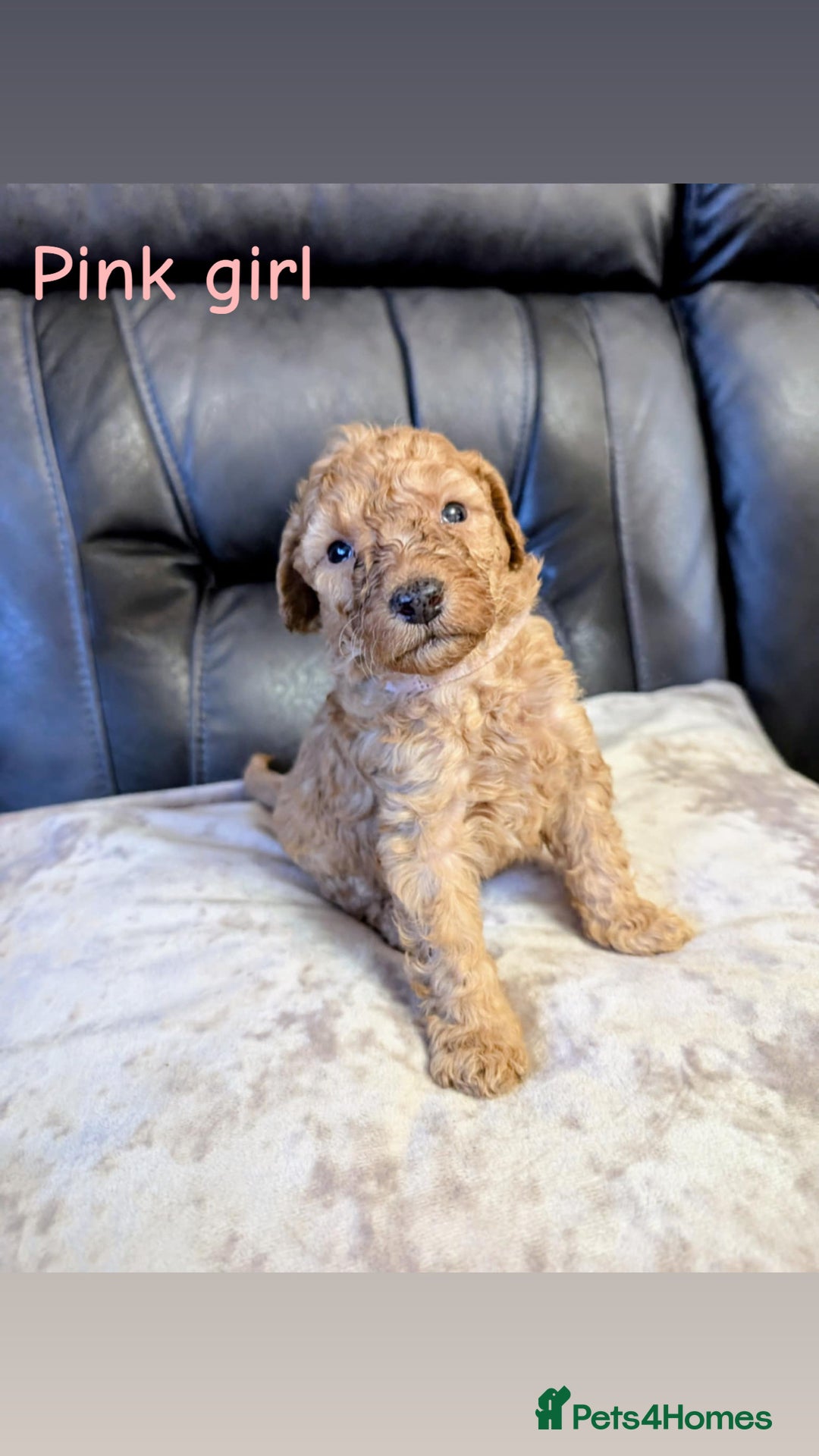 Labradoodle dogs for sale: Heal tested F1b miniature labradoodles - Image 14