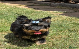 Yorkshire Terrier dogs for sale: Tiny Boys !!! Pedigrees !!! in Coventry - Image 21