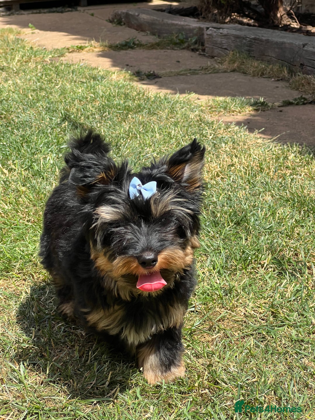 Yorkshire Terrier dogs for sale: Tiny Boys !!! Pedigrees !!! in Coventry - Image 21