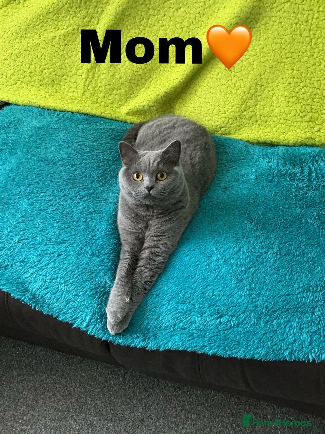 British Shorthair cats for sale: Gorgeous British Shorthair Kittens - Image 11