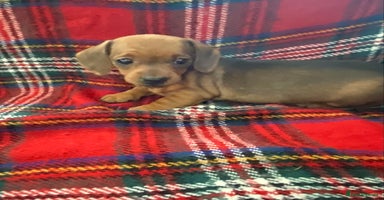 Miniature Dachshund dogs - Advert 13