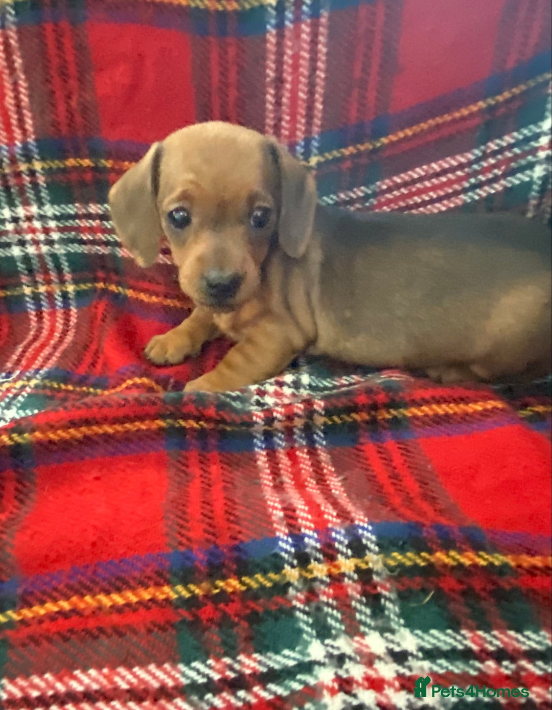 Miniature Dachshund dogs for sale: Miniature dachshund puppies (Smooth haired) - Image 2