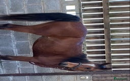 Arabian horse horses for sale: Chamola - Image 3