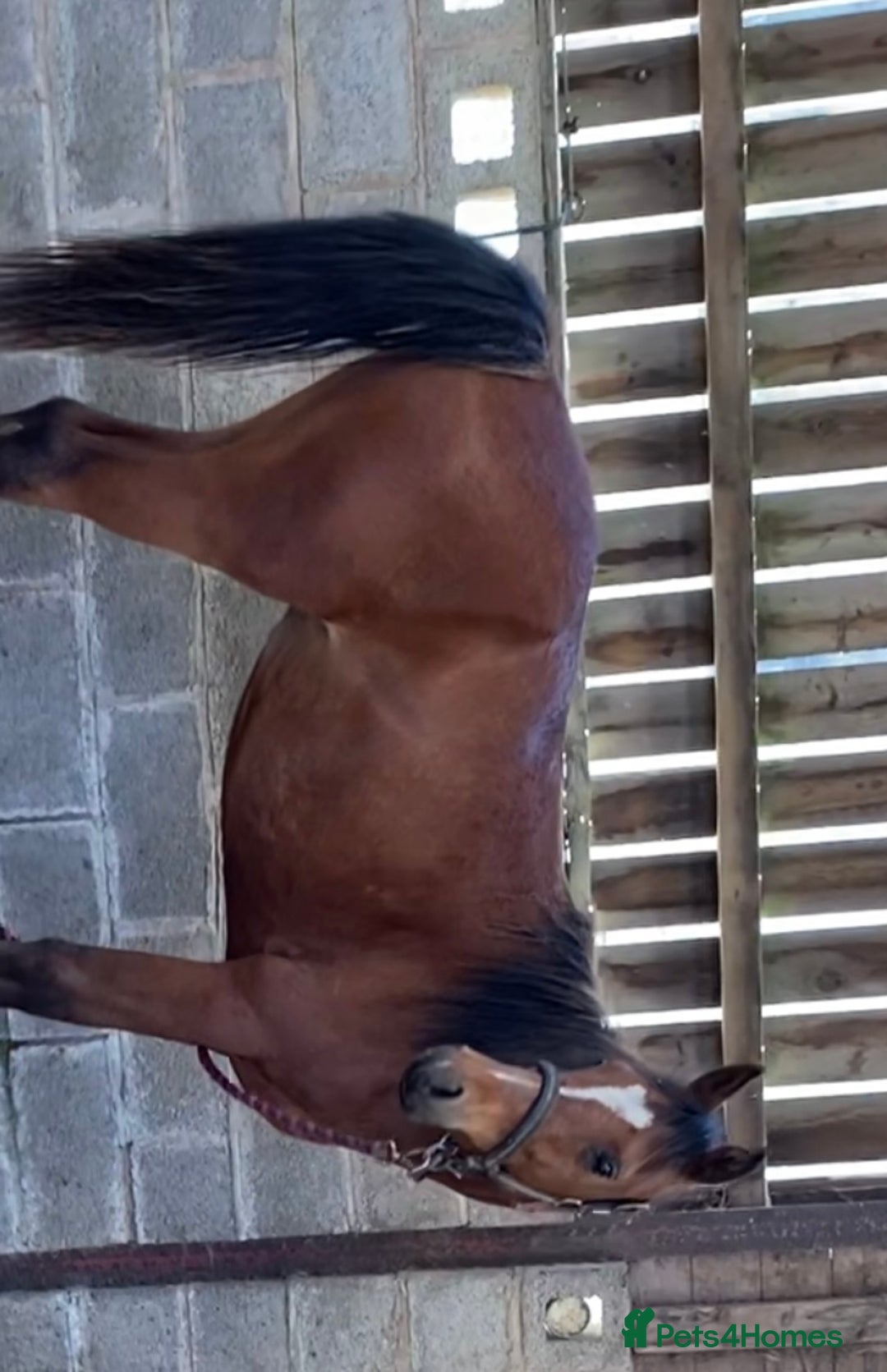 Arabian horse horses for sale: Chamola - Image 3
