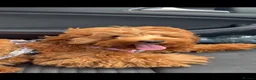 Cockapoo dogs for sale: 6 month old cockapoo girl 🩷 in Wigan - Advert 4