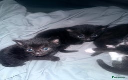 Bengal cats for sale: Cross Bengals  - Image 5