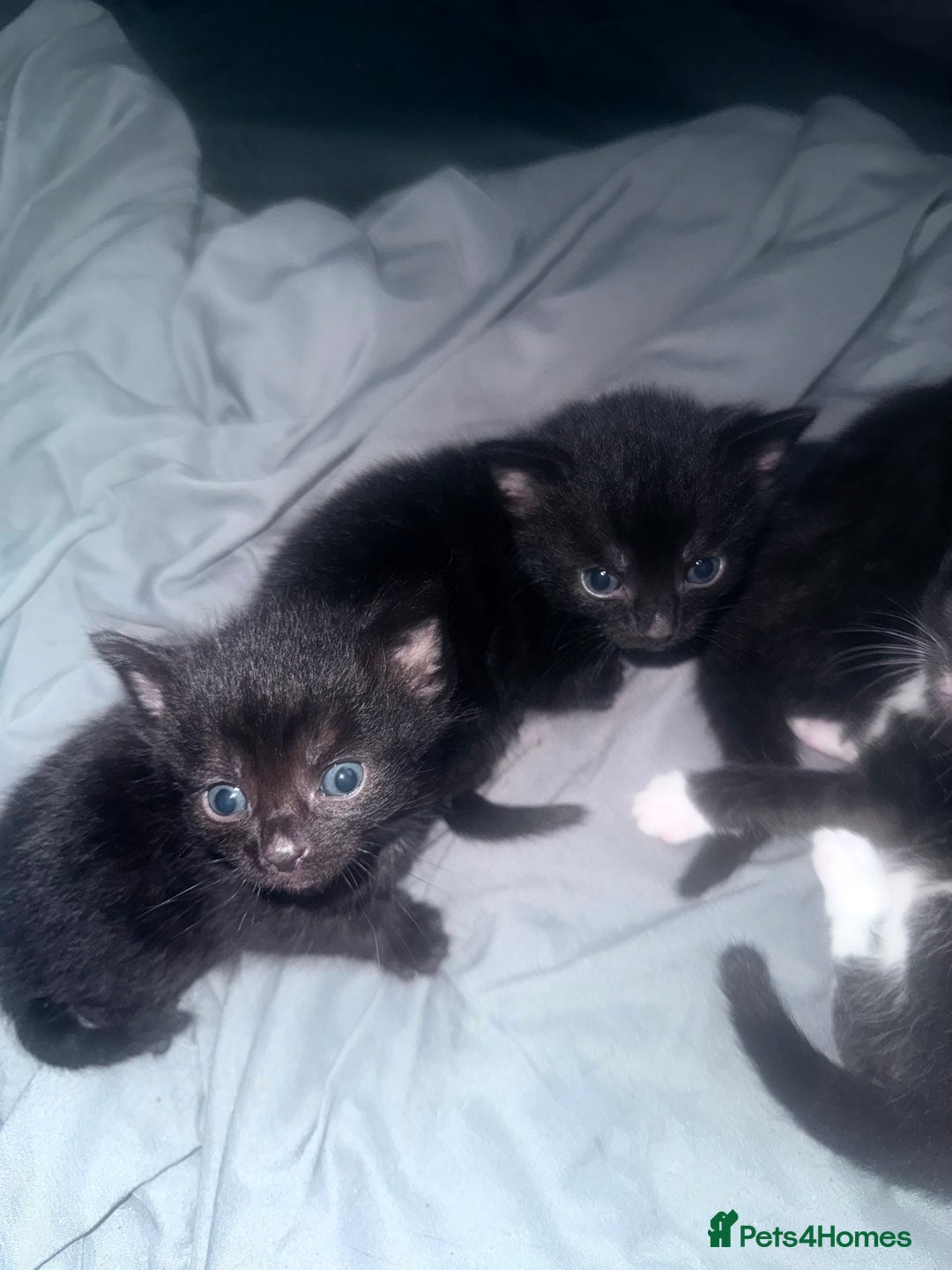 Bengal cats for sale: Cross Bengals  - Image 5