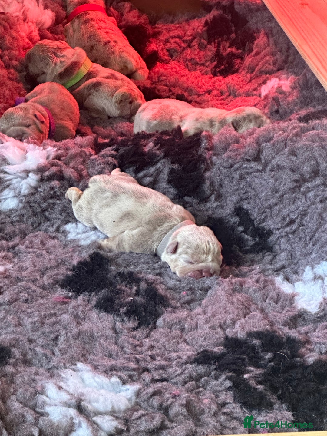 English Bulldog dogs for sale: English bulldog puppies - Image 2