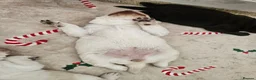 Labrador Retriever dogs for sale: Gorgeous chunky labrador puppies  - Advert 5