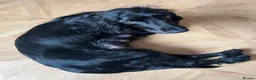 Cocker Spaniel dogs for sale: Stunning mearle cocker spaniel puppies  - Advert 1