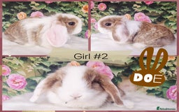 Mini Lop rabbits for sale: Pure Mini Lops ready now - Image 5