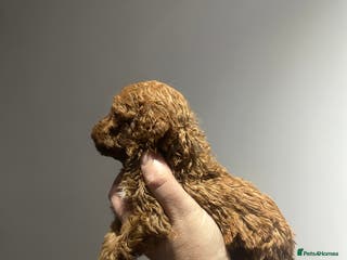 Toy Poodle dogs Tiny red toy poodles, kc dna health clear parents - Advert 3