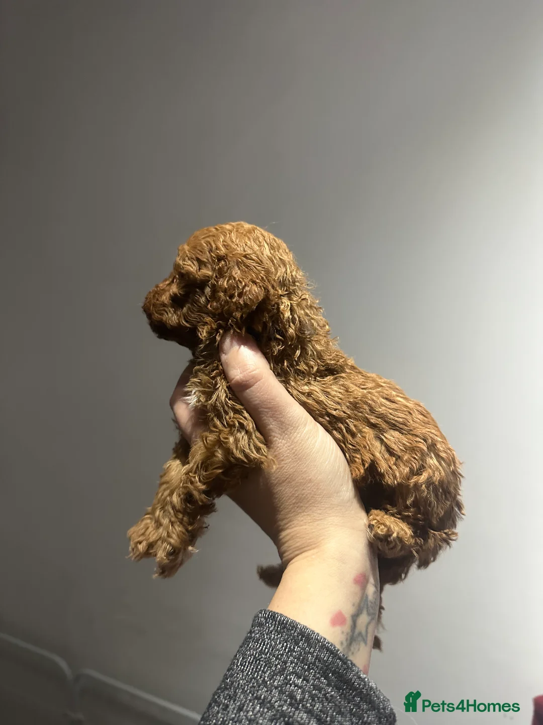 Toy Poodle dogs for sale: Toypoodle💙champion bloodline,kc,dna clear parent  - Advert 11