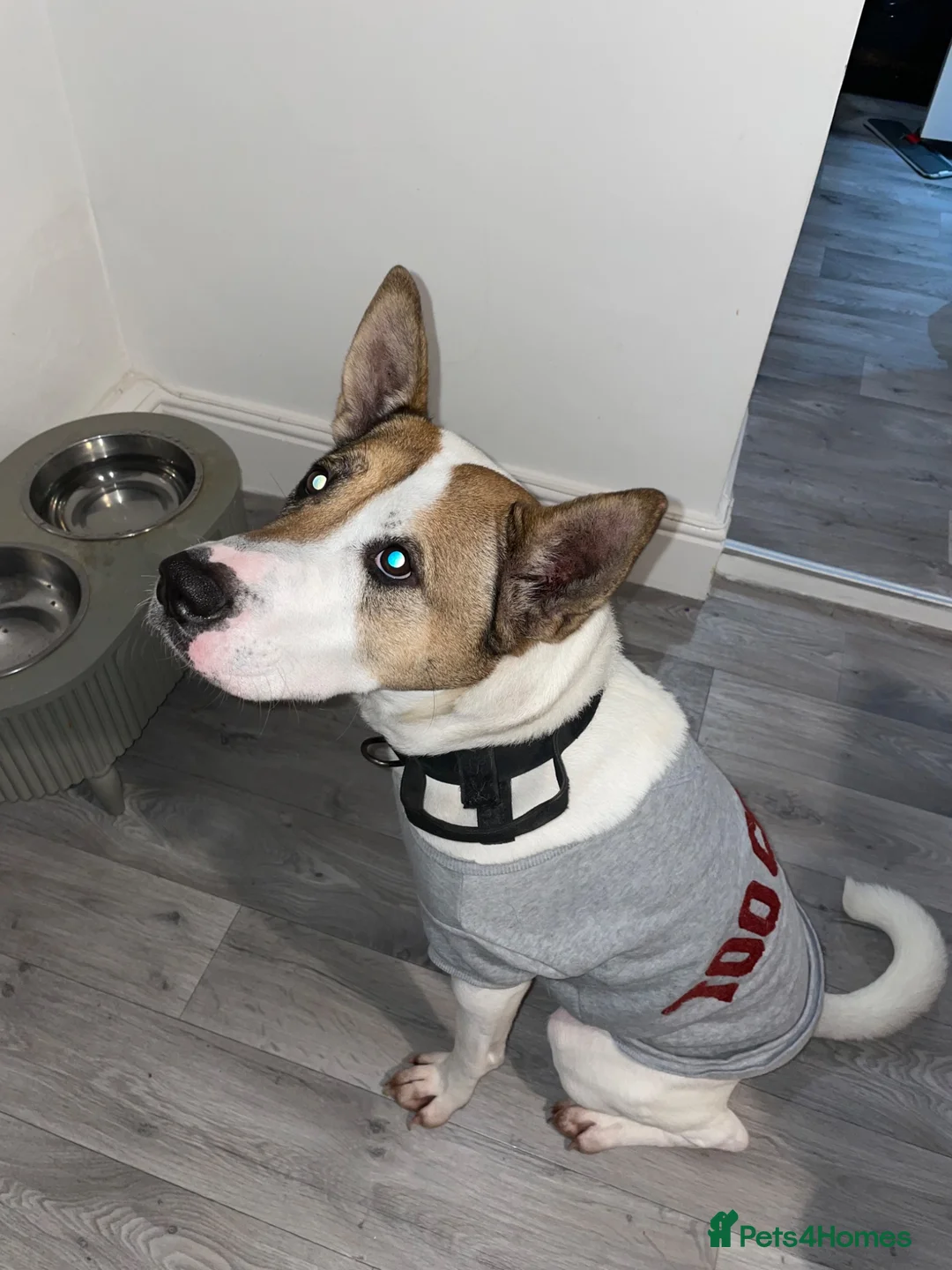 Mixed Breed dogs for sale: Bailey — Looking for His Second Chance ❤️ - Advert 14