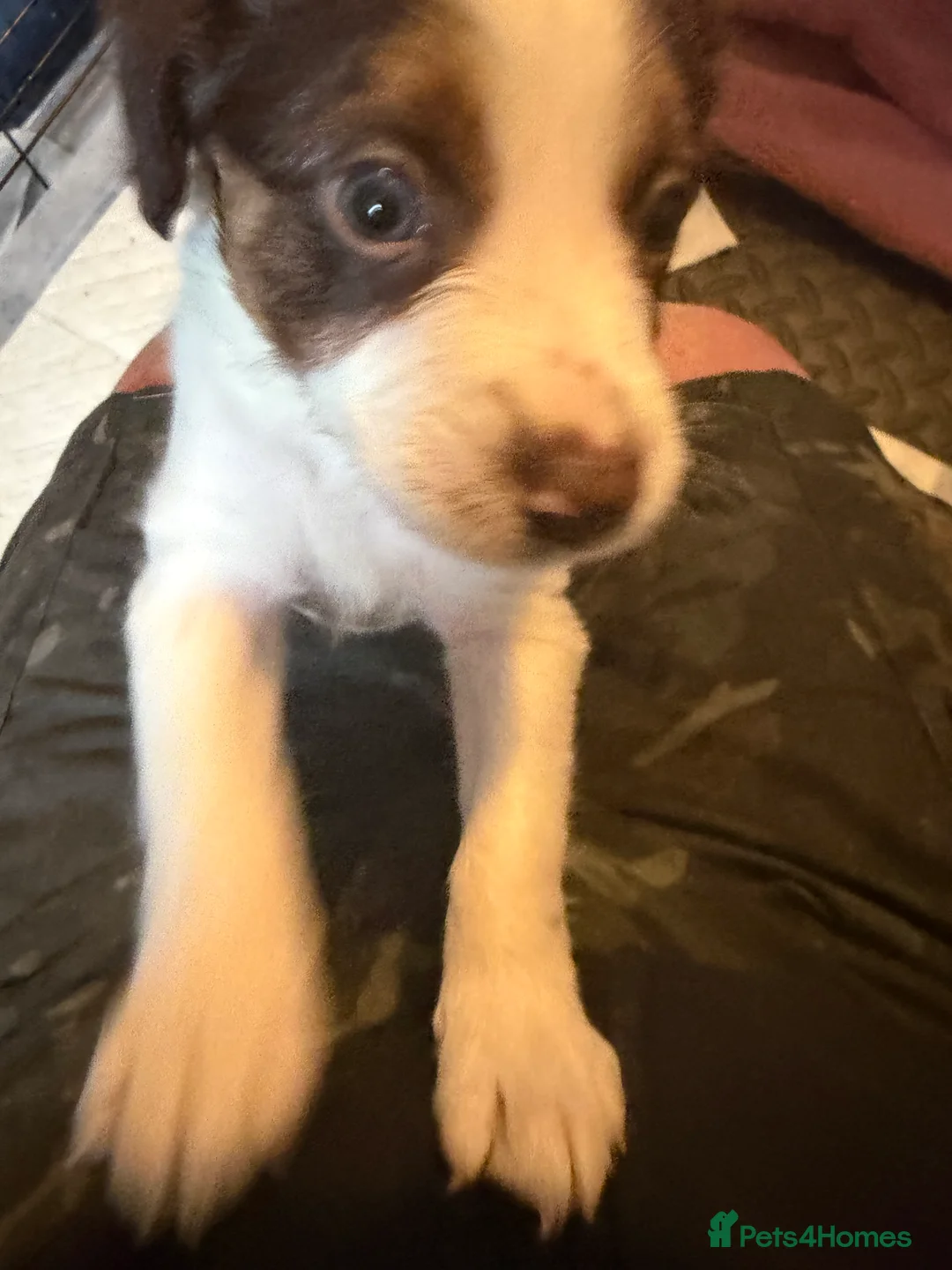 Mixed Breed dogs for sale: Lovely Cockapoo/Border Collie puppies in Abergavenny - Advert 27