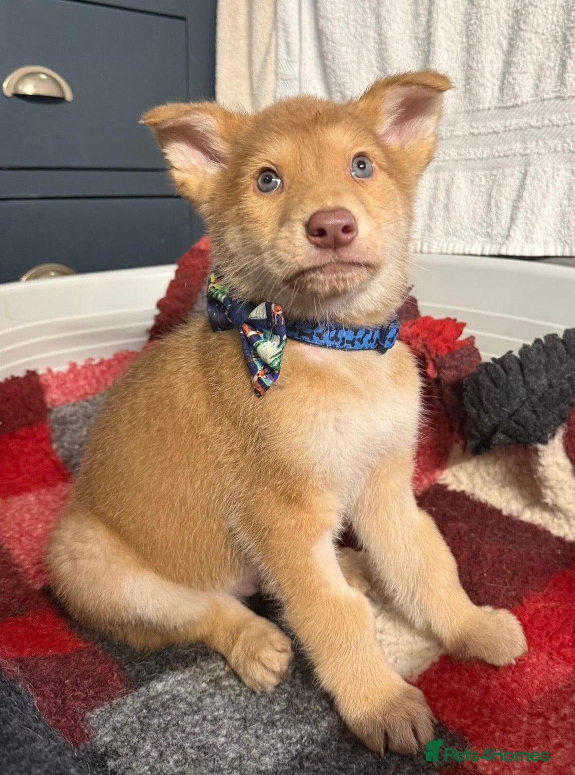 German Shepherd dogs Extensively Health Tested Puppies 🐾 - Advert 9