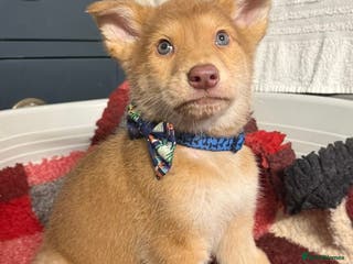 German Shepherd dogs Extensively Health Tested Puppies 🐾 - Advert 9