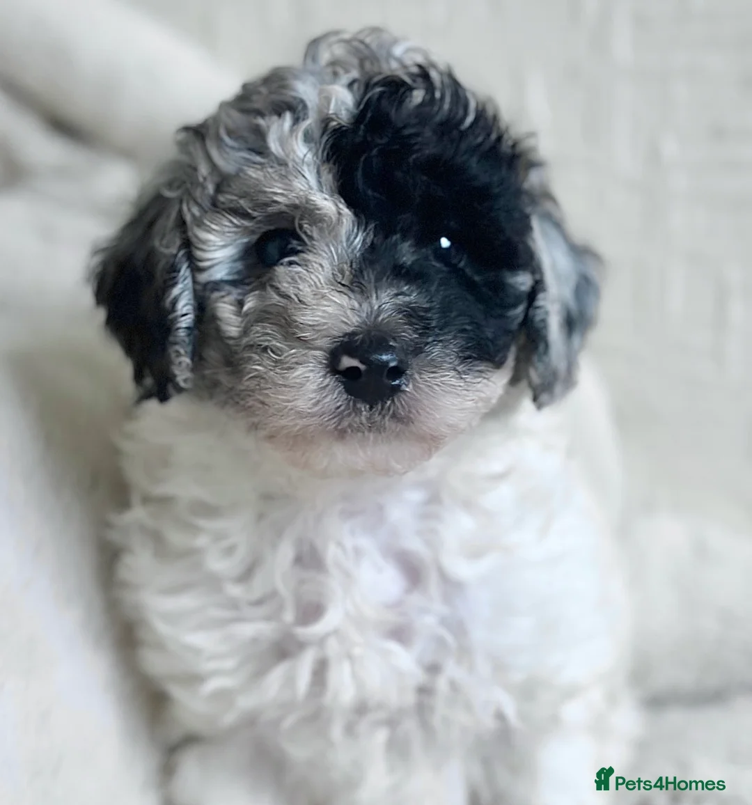Maltipoo dogs for sale: RARE BLUE MERLE PANDA MALTIPOO PUPPY  - Advert 1