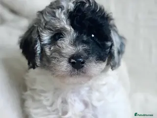 Maltipoo dogs BLUE MERLE PANDA MALTIPOO PUPPY - Advert 1