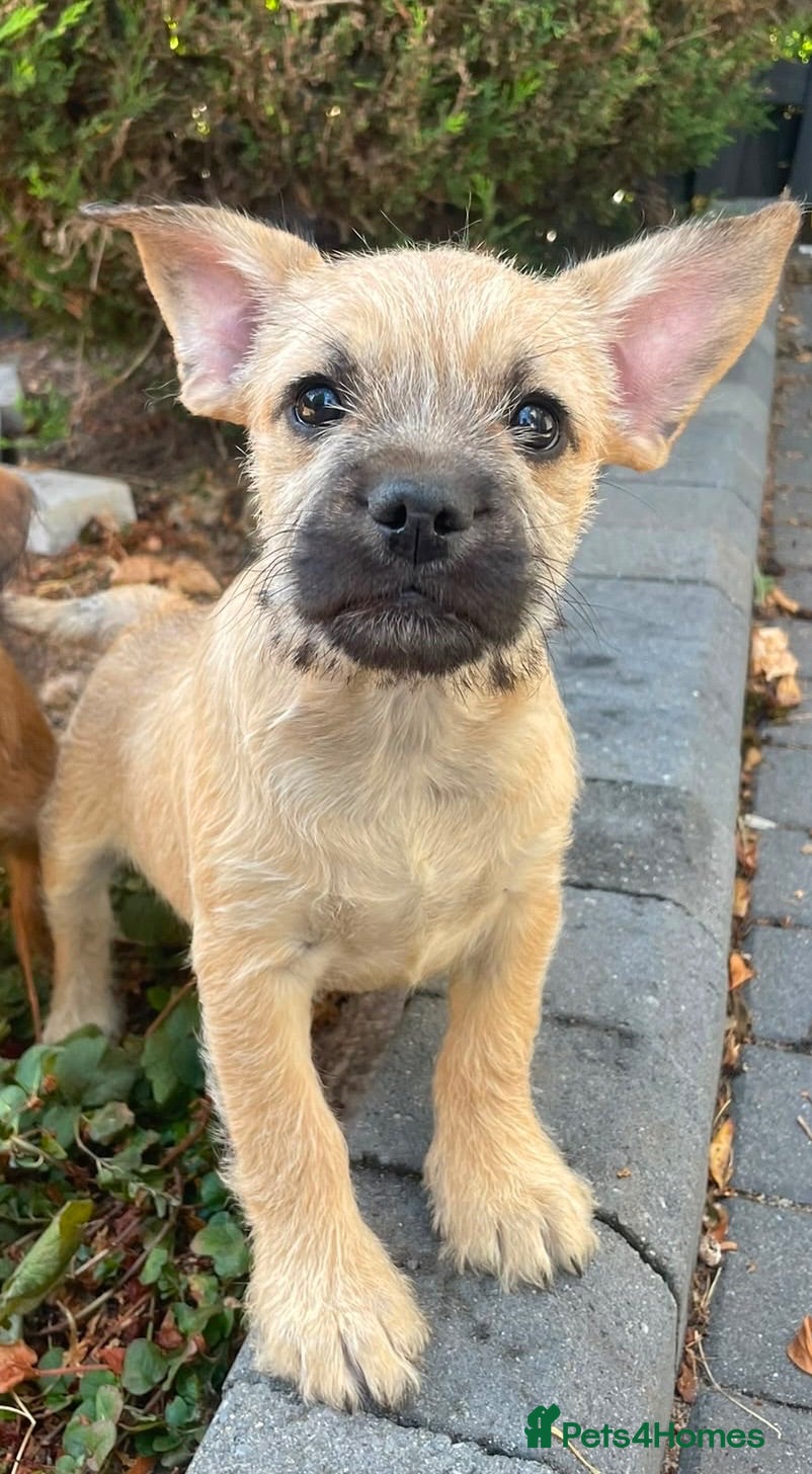 Mixed Breed dogs Beautiful Fawn Foodle male Puppy - Advert 12