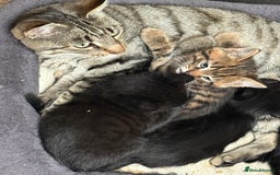 Mixed Breed cats for sale: Beautiful Bengal X kittens - Image 1