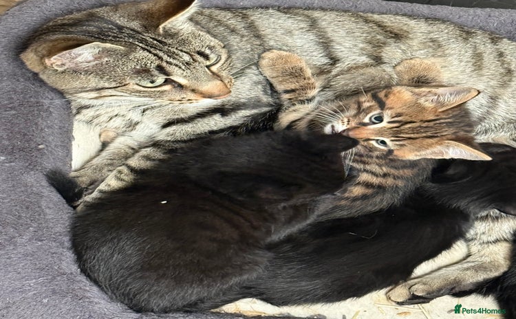 Mixed Breed cats - Advert 6