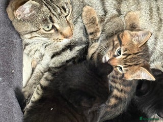 Mixed Breed cats - Advert 21