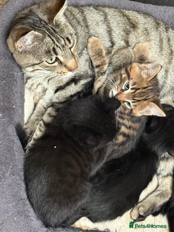 Mixed Breed cats - Advert 3