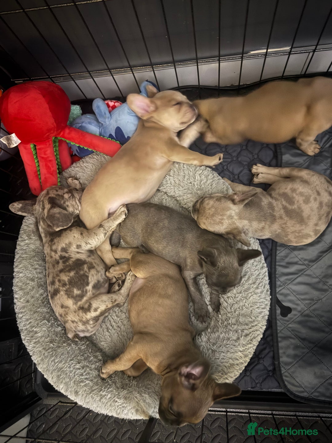 French Bulldog dogs for sale: French bulldogs 3 male ready now  - Image 1