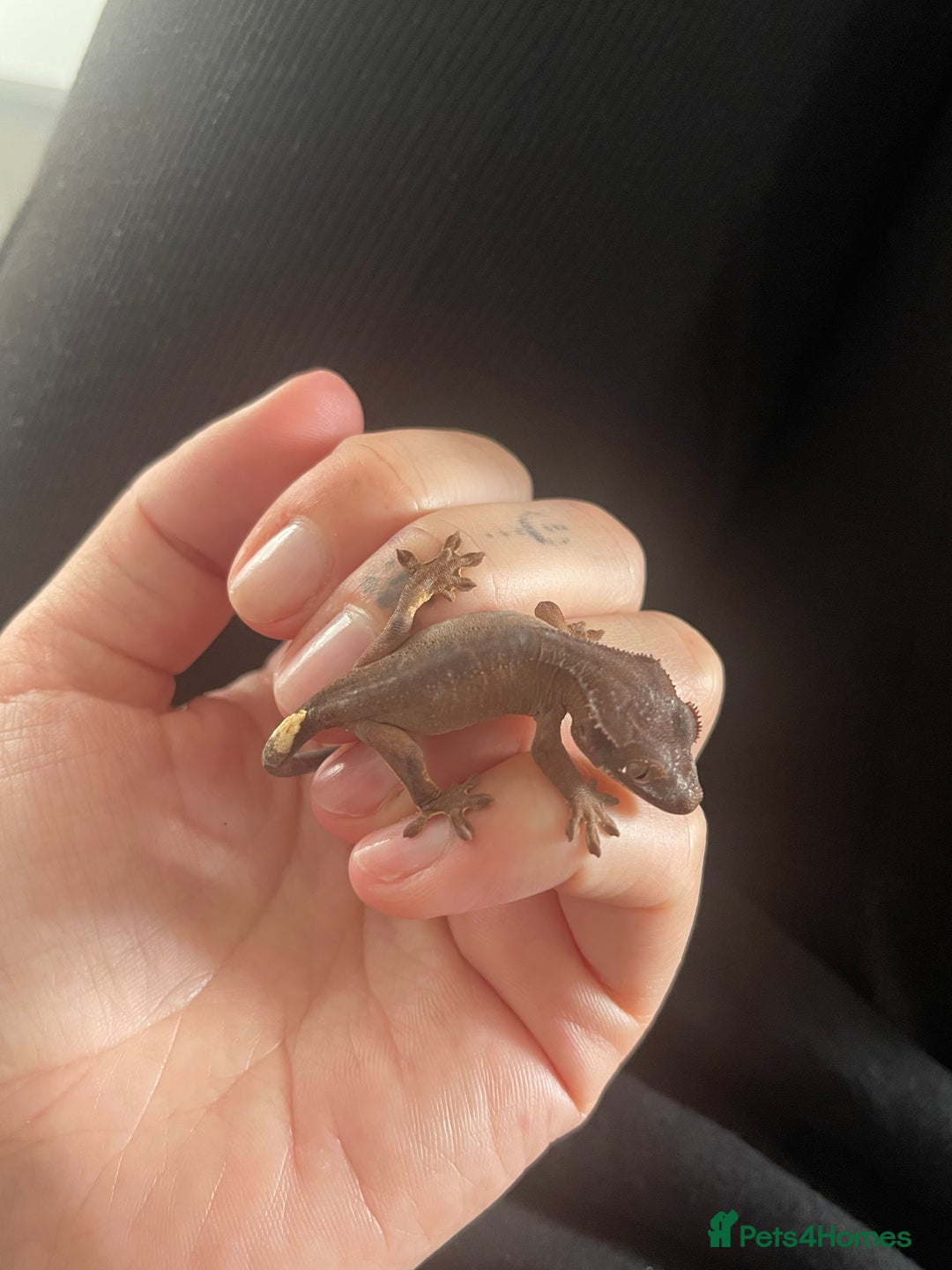 Gecko reptiles for sale: Baby Crested Geckos - Image 11