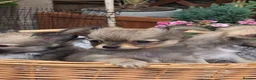 Chihuahua dogs for sale: Three Amigos - Longhaired Chihuahua Male Pups  - Advert 25