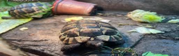 Tortoise reptiles for sale: 4” tortoise 3 x Mediterranean  + 1 x Hermanns  - Advert 3